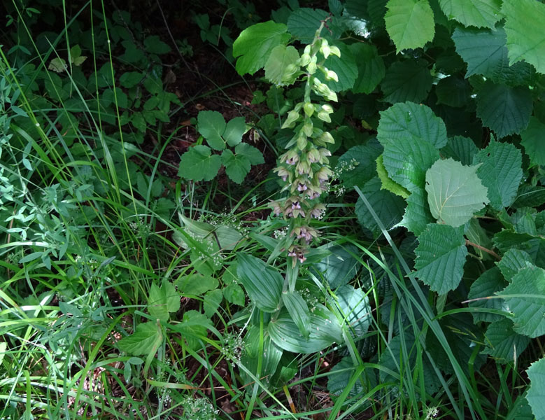 Epipactis helleborine.......da Sopramonte (TN)